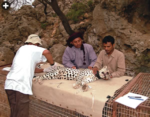 Using goats as bait, researchers in 2001 trapped four leopards and fitted them with satellite tagging collars. This allowed real-time tracking of their movements: One leopard covered 476 kilometers (295 mi) in 55 days.